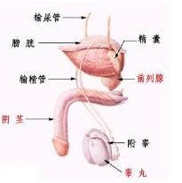 汾陽(yáng)酒都醫(yī)院-睪丸鞘膜積液