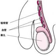 關(guān)于小睪丸，你知道多少?